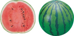 西瓜素材