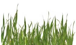 草青草素材