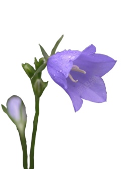 风铃草属吊钟花素材