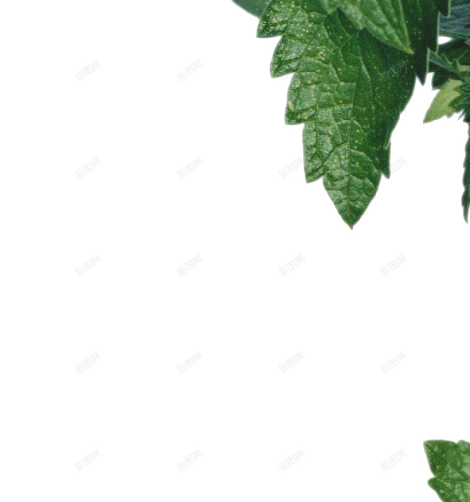 荨麻使烦恼png免抠素材_88icon https://88icon.com 使烦恼 荨麻
