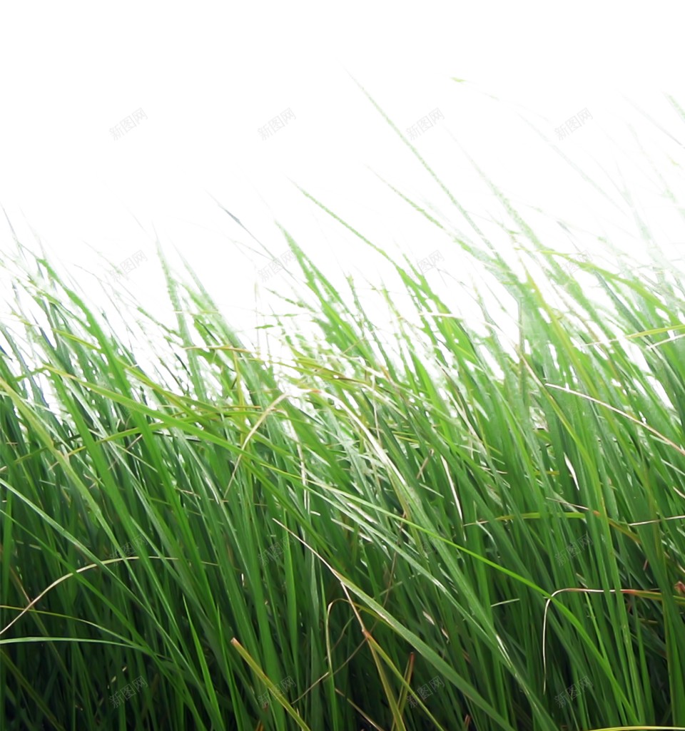 草青草png免抠素材_88icon https://88icon.com 草 青草