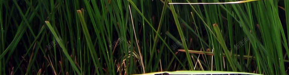 草青草png免抠素材_88icon https://88icon.com 草 青草