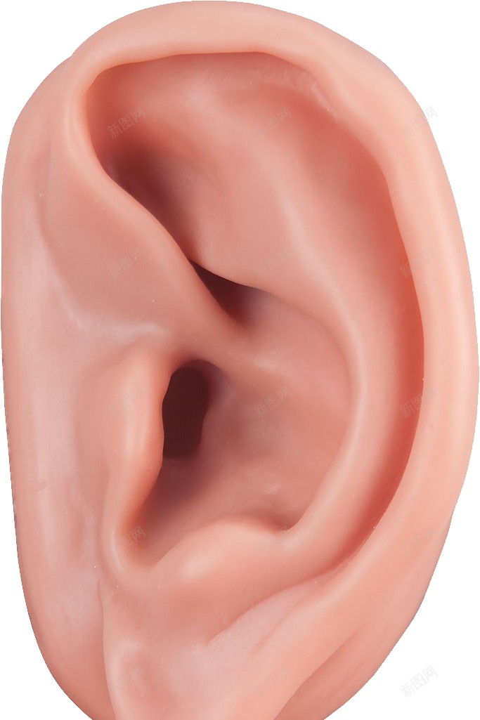 耳耳朵png免抠素材_88icon https://88icon.com 耳 耳朵