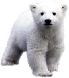 北极熊白熊png免抠素材_88icon https://88icon.com 北极熊 白熊