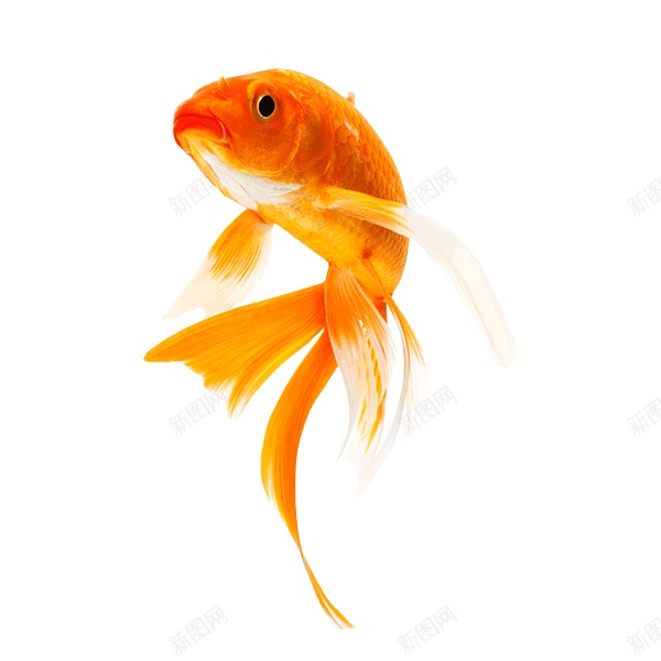 金鱼png免抠素材_88icon https://88icon.com 金鱼