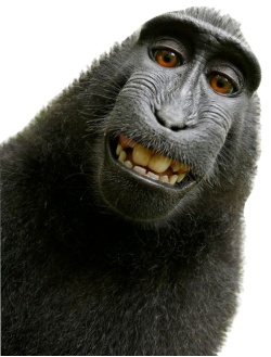 顽皮的猴子顽皮可爱的猴子高清图片
