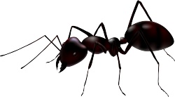 蚂蚁ant的复数素材
