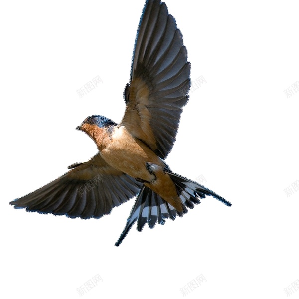 可爱的小燕子png免抠素材_88icon https://88icon.com 燕子 小燕子  春天 飞翔 飞行 飞鸟 鸟类  