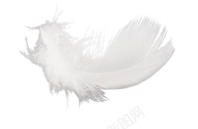 羽毛翎毛png免抠素材_88icon https://88icon.com 羽毛 翎毛