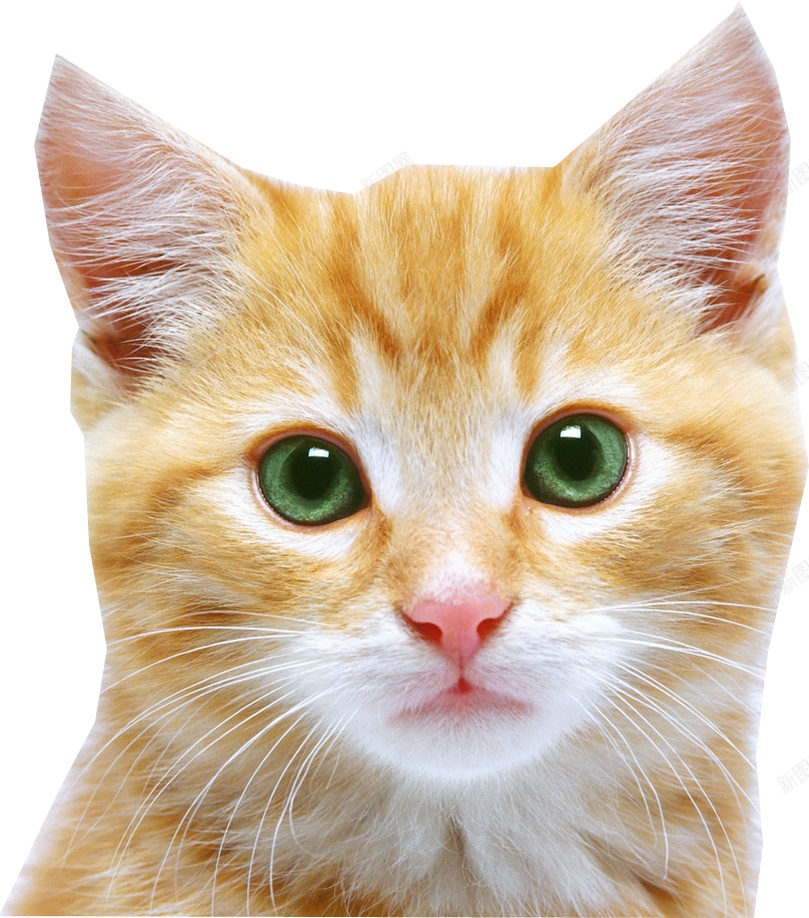 猫猫科动物png免抠素材_88icon https://88icon.com 猫 猫科动物