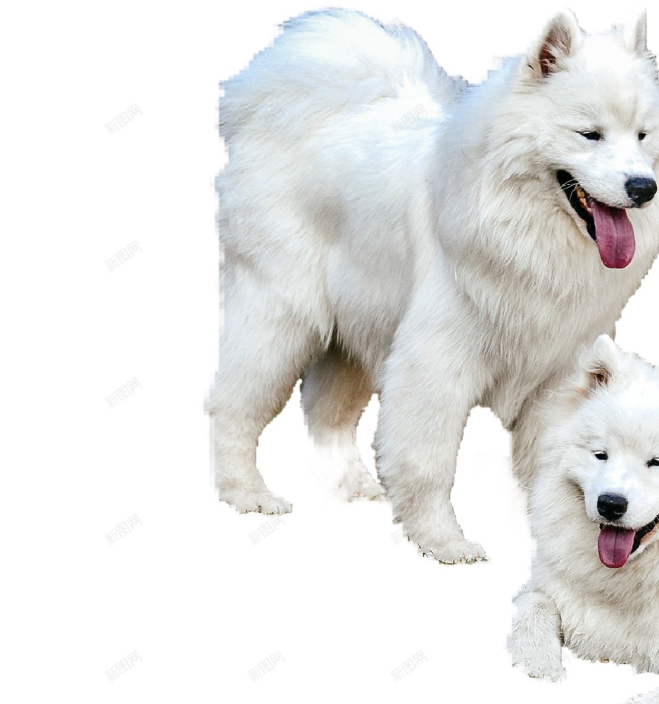 薩摩耶犬萨摩耶犬png免抠素材_88icon https://88icon.com 萨摩耶犬 薩摩耶犬