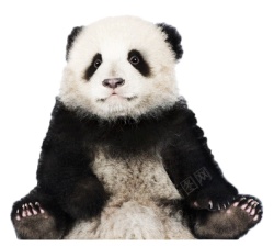 大熊猫大猫熊素材