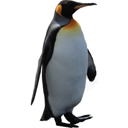 企鹅penguin的复数素材