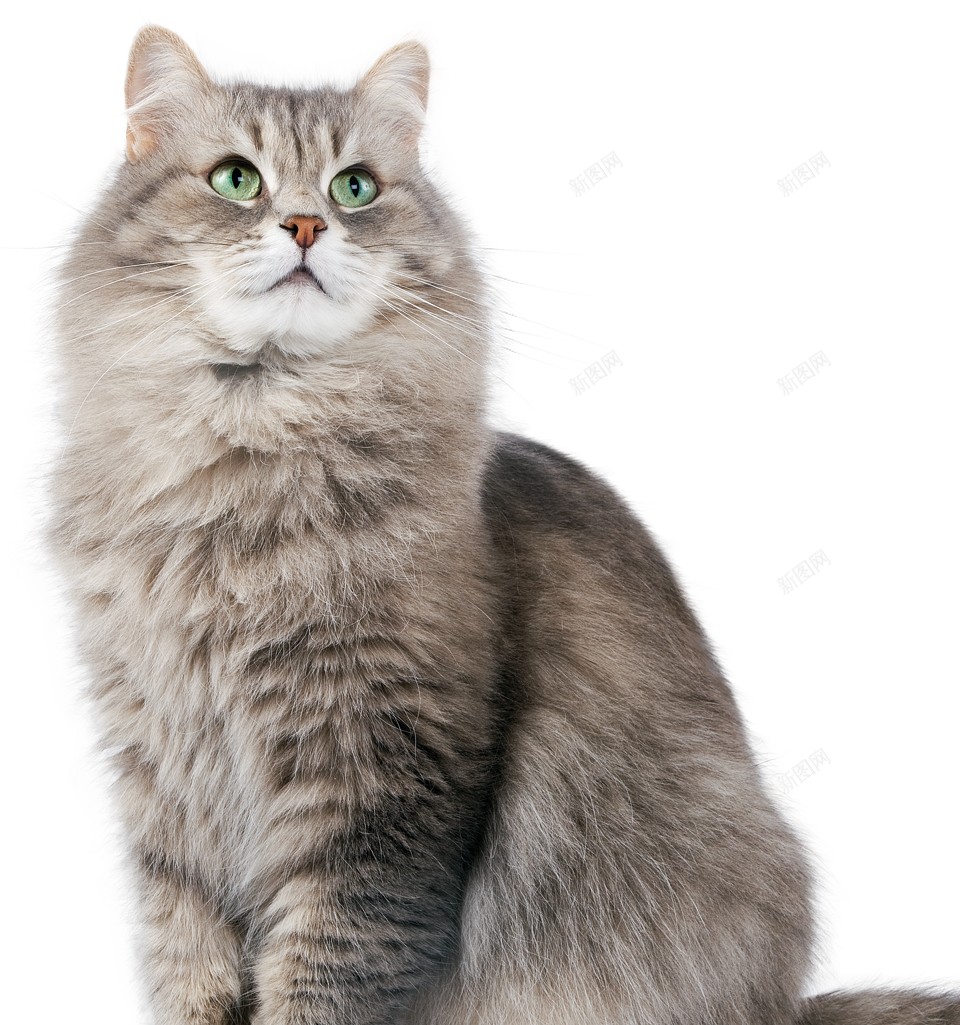 猫猫科动物png免抠素材_88icon https://88icon.com 猫 猫科动物