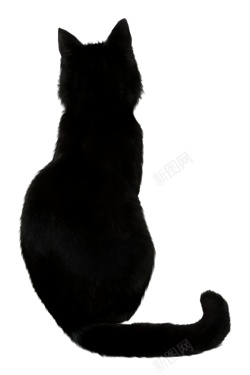 猫猫科动物素材