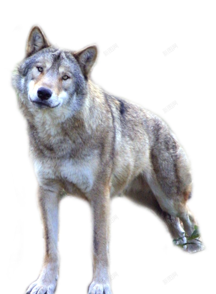 野生动物走兽狼png免抠素材_88icon https://88icon.com 狼 动物 野生动物 走兽 野兽 狼元素