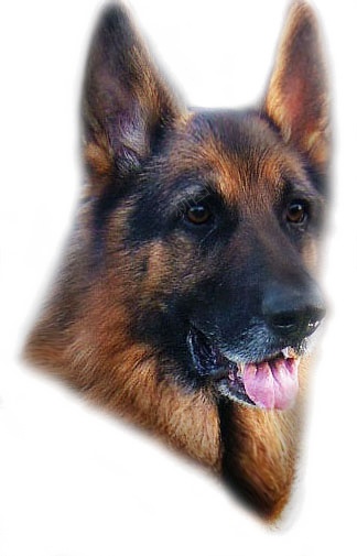 德国牧羊犬狼犬png免抠素材_88icon https://88icon.com 德国牧羊犬 狼犬