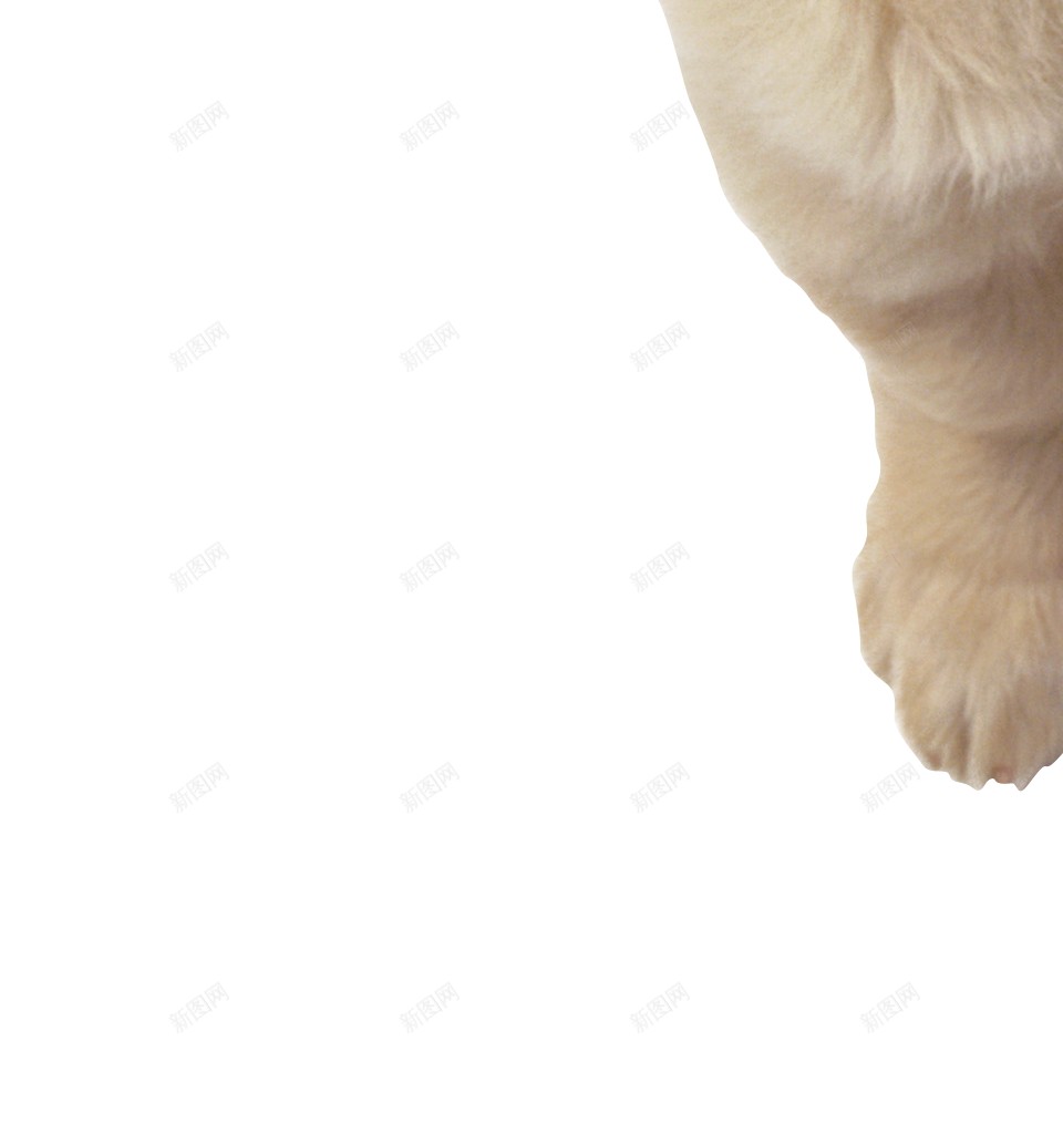 拉布拉多猎狗拉布拉多猎犬png免抠素材_88icon https://88icon.com 拉布拉多猎犬 拉布拉多猎狗