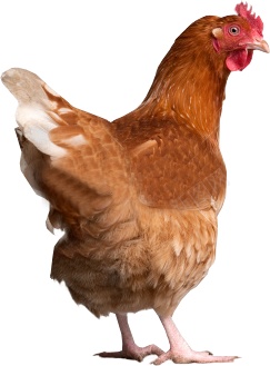 鸡鸡肉png免抠素材_88icon https://88icon.com 鸡 鸡肉