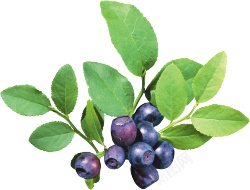 越橘蓝色浆果蓝莓blueberry的复数素材