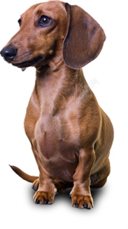 猎獾狗腊肠狗素材