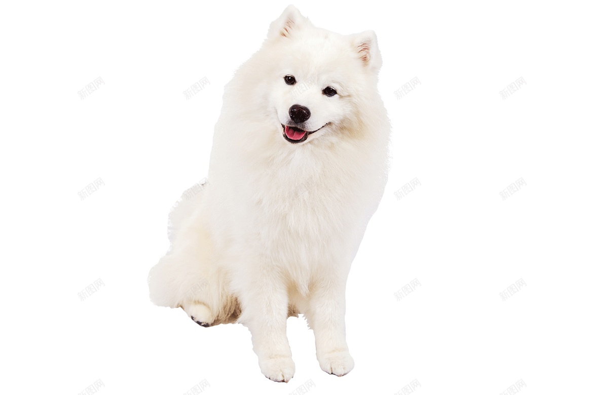 薩摩耶犬萨摩耶犬png免抠素材_88icon https://88icon.com 萨摩耶犬 薩摩耶犬