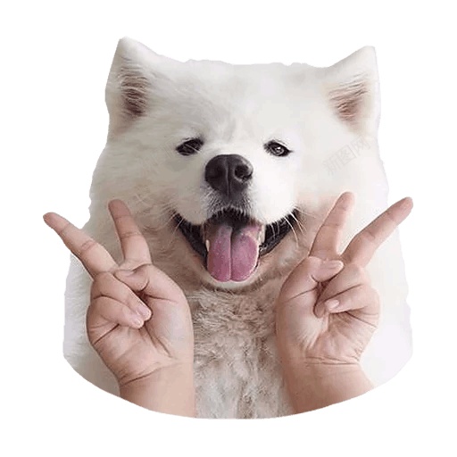 薩摩耶犬萨摩耶犬png免抠素材_88icon https://88icon.com 萨摩耶犬 薩摩耶犬