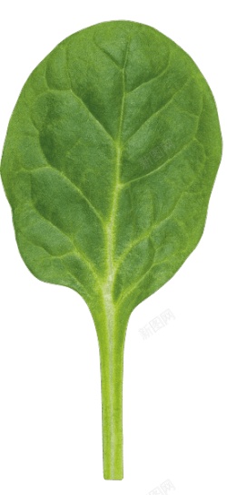 菠菜素材