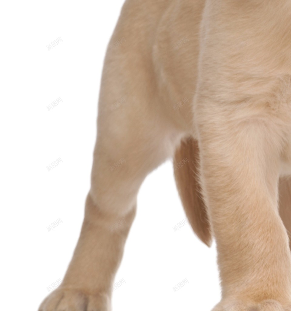 拉布拉多猎狗拉布拉多猎犬png免抠素材_88icon https://88icon.com 拉布拉多猎犬 拉布拉多猎狗