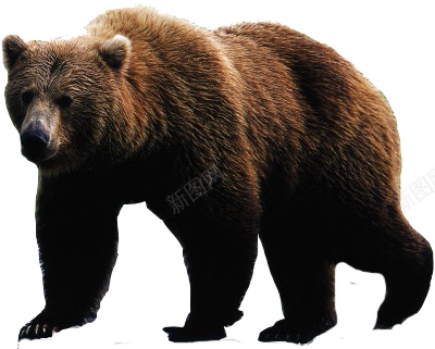 野生动物猛兽大熊png免抠素材_88icon https://88icon.com 熊 动物 棕熊  动物世界 野生动物 走兽 野兽 猛兽 大熊