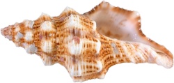 海螺壳海螺素材
