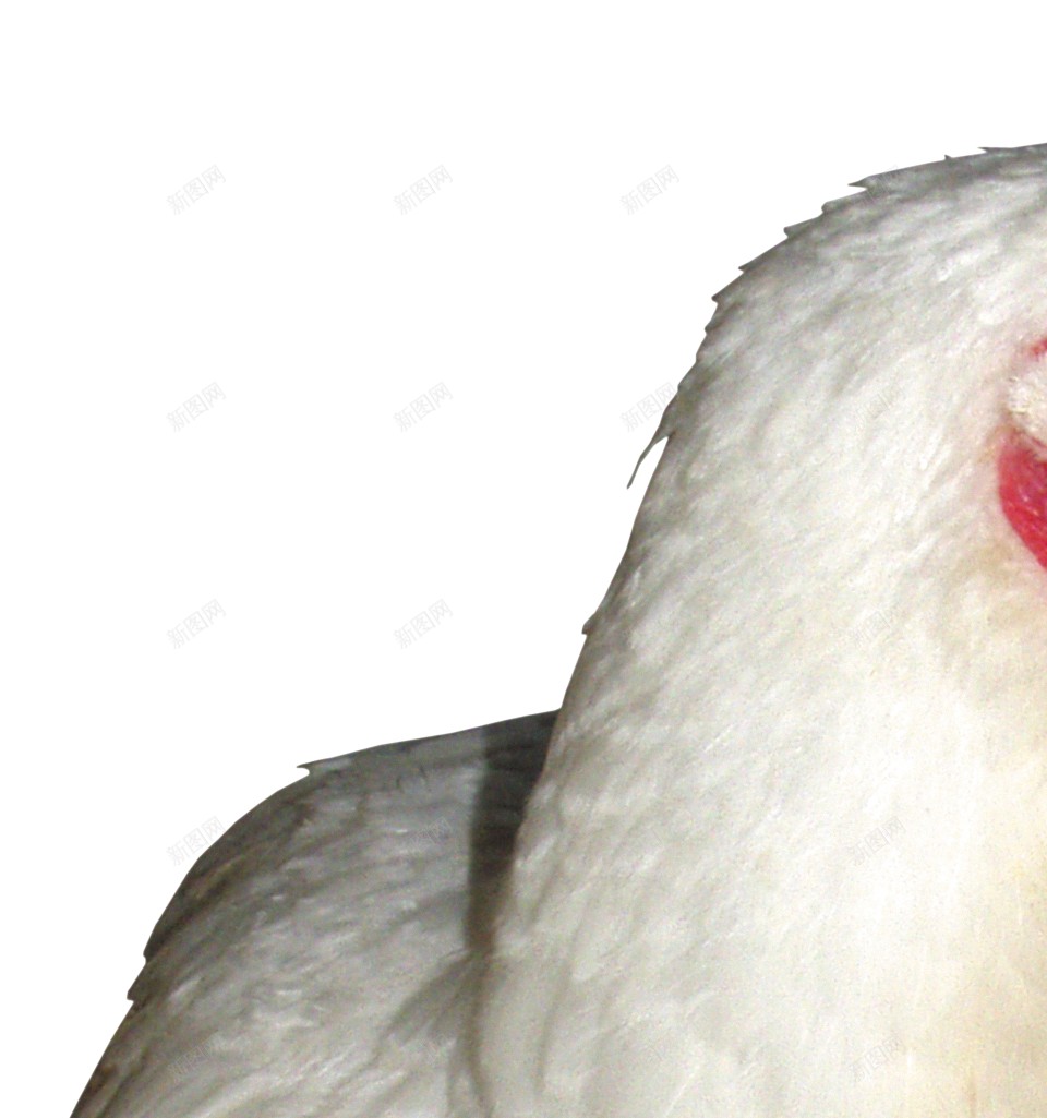 鸡鸡肉png免抠素材_88icon https://88icon.com 鸡 鸡肉