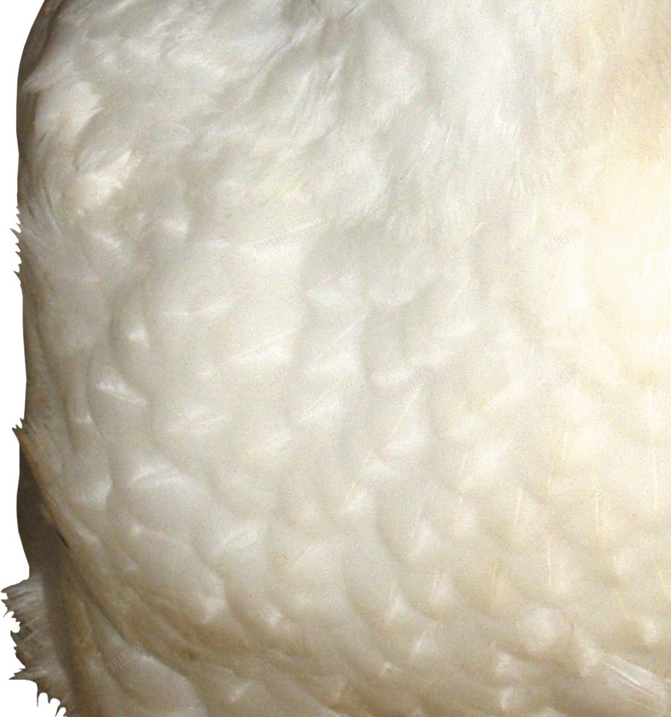 鸡鸡肉png免抠素材_88icon https://88icon.com 鸡 鸡肉