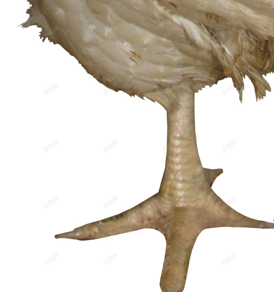 鸡鸡肉png免抠素材_88icon https://88icon.com 鸡 鸡肉