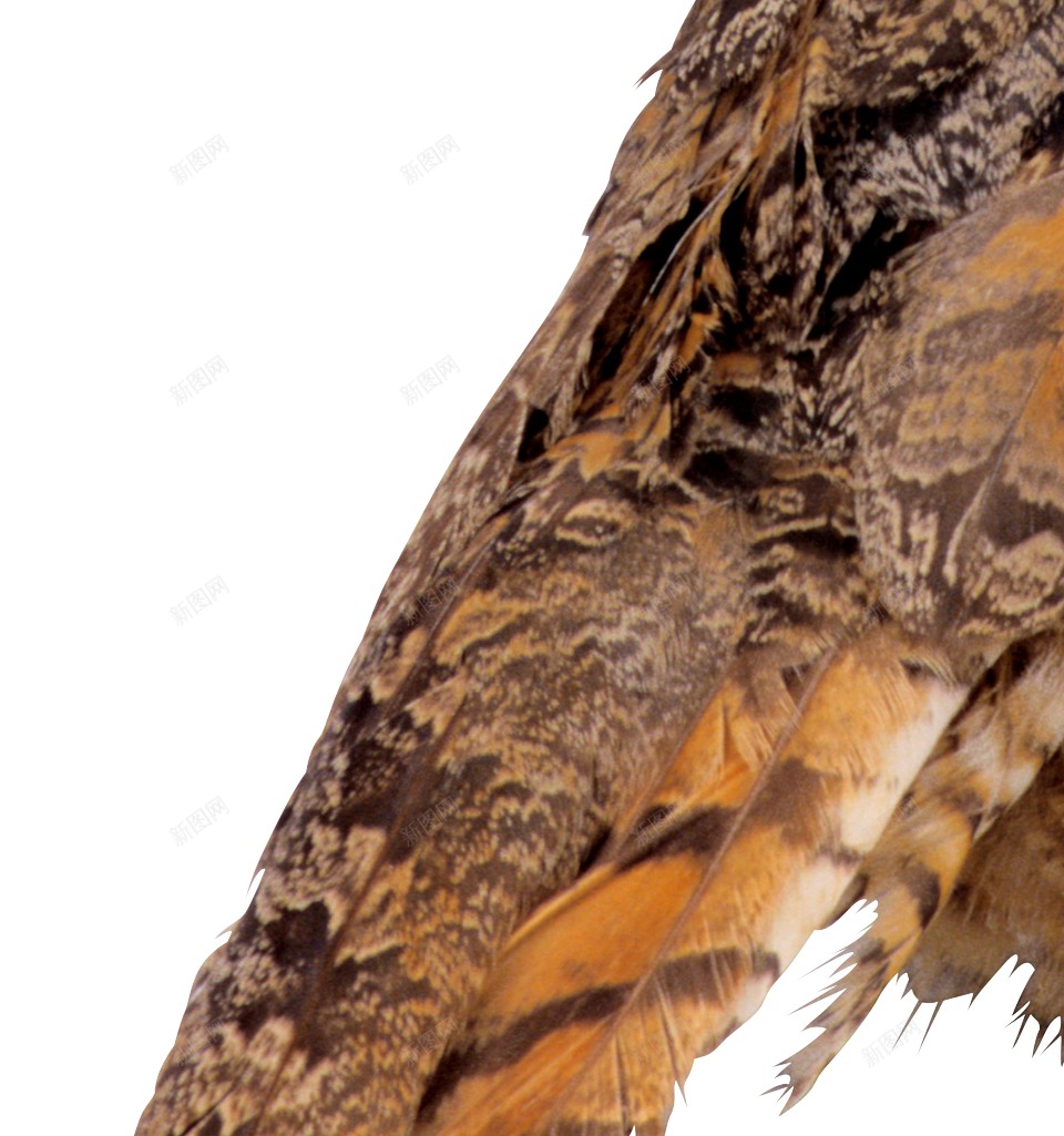 猫头鹰鸮owl的复数png免抠素材_88icon https://88icon.com owl的复数 猫头鹰鸮