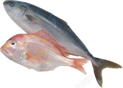 鱼鱼肉素材