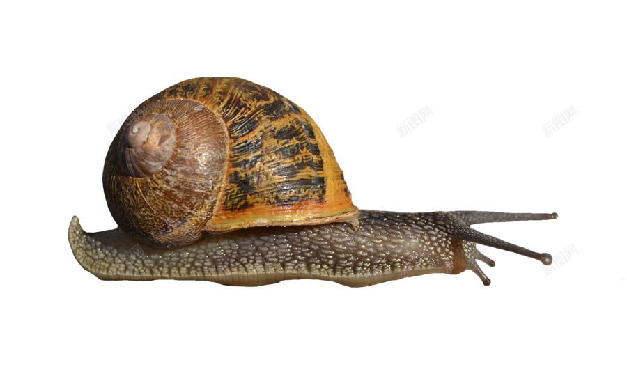 蜗牛snail的复数png免抠素材_88icon https://88icon.com snail的复数 蜗牛