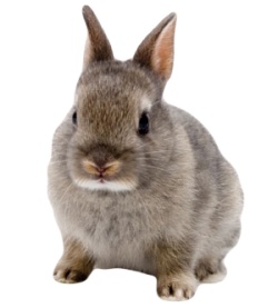 兔野兔素材