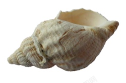 海贝壳素材