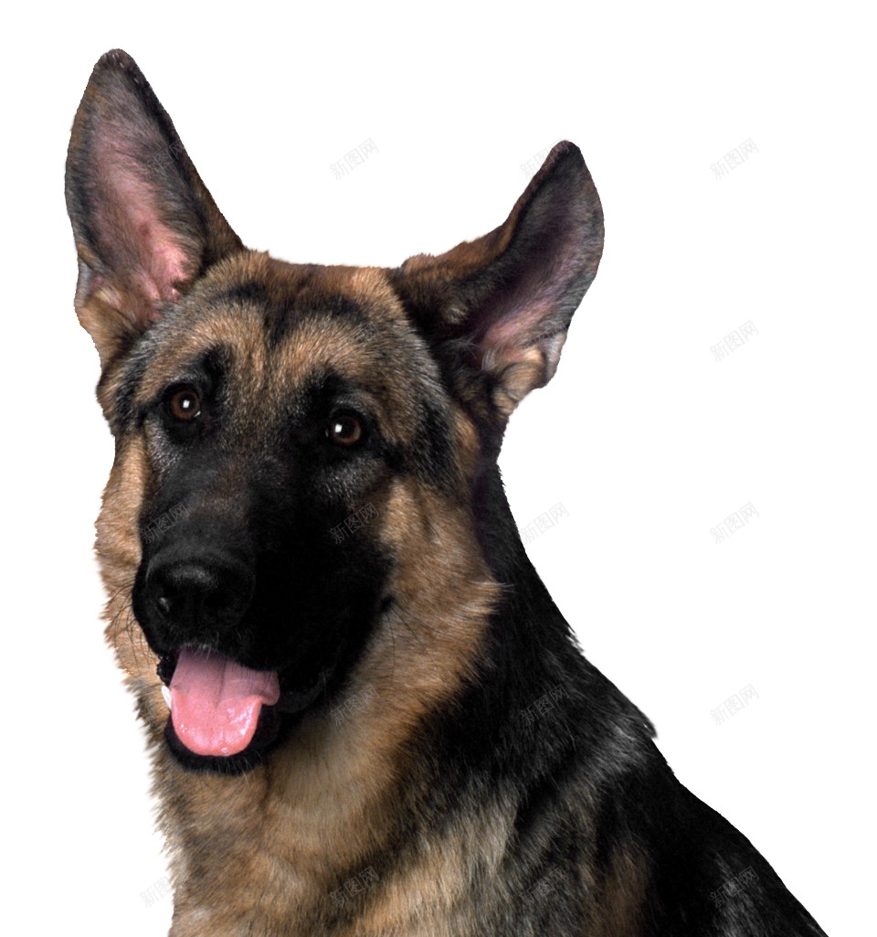 德国牧羊犬狼犬png免抠素材_88icon https://88icon.com 德国牧羊犬 狼犬