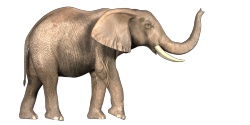 象elephant的复数素材