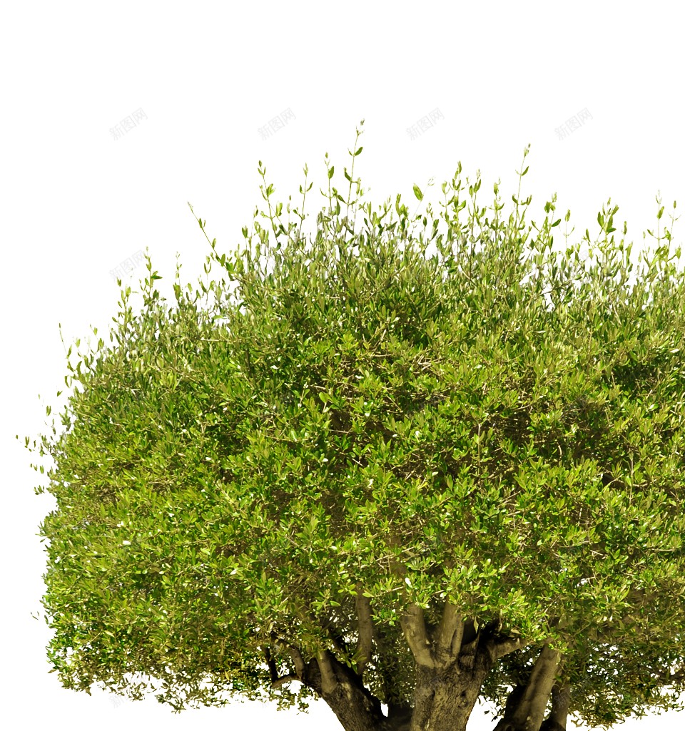 树树木png免抠素材_88icon https://88icon.com 树 树木