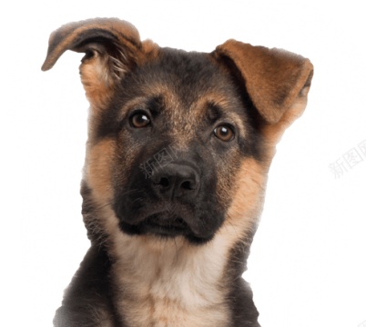 德国牧羊犬狼犬png免抠素材_88icon https://88icon.com 德国牧羊犬 狼犬