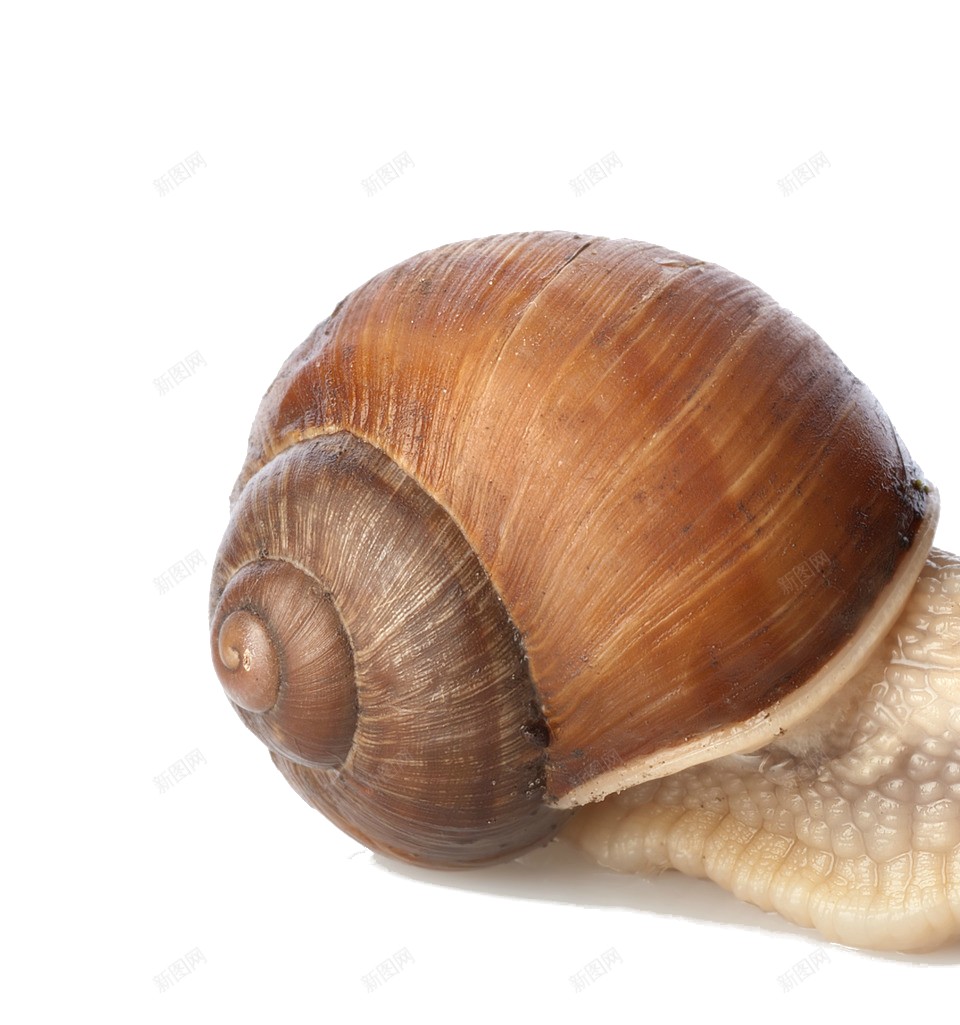 蜗牛snail的复数png免抠素材_88icon https://88icon.com snail的复数 蜗牛