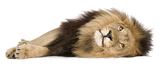 狮狮子png免抠素材_88icon https://88icon.com 狮 狮子