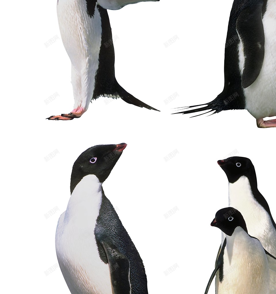 企鹅penguin的复数png免抠素材_88icon https://88icon.com penguin的复数 企鹅