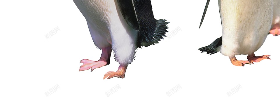 企鹅penguin的复数png免抠素材_88icon https://88icon.com penguin的复数 企鹅