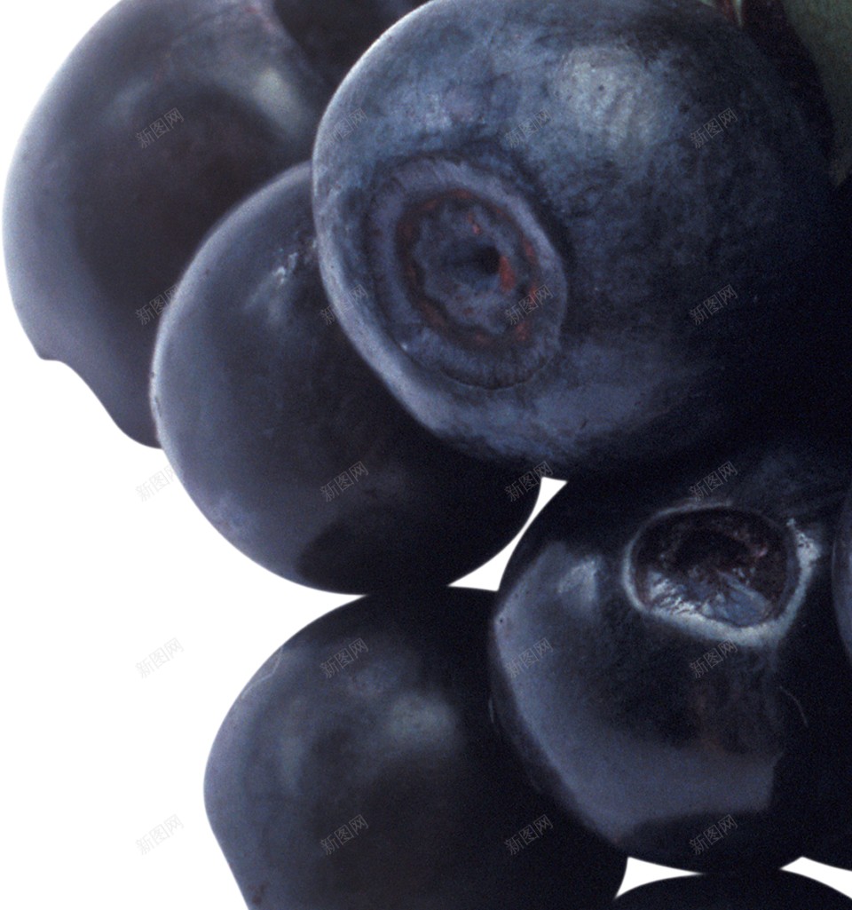 越橘蓝色浆果蓝莓blueberry的复数png免抠素材_88icon https://88icon.com blueberry的复数 越橘蓝色浆果蓝莓
