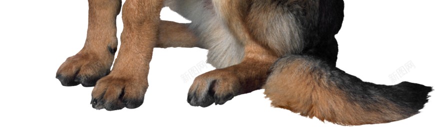 德国牧羊犬狼犬png免抠素材_88icon https://88icon.com 德国牧羊犬 狼犬