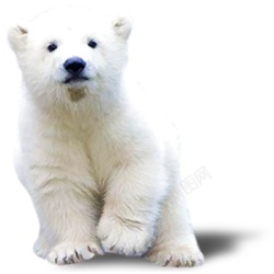 北极熊白熊素材